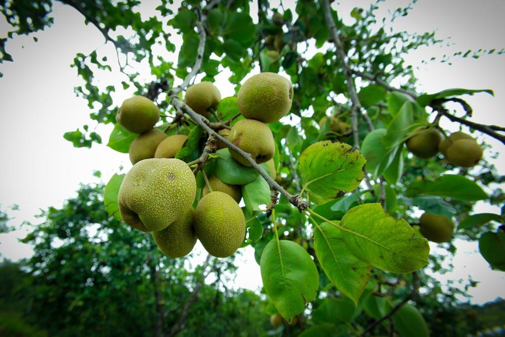 The Pear County Villa Kodaikanal Ngoại thất bức ảnh